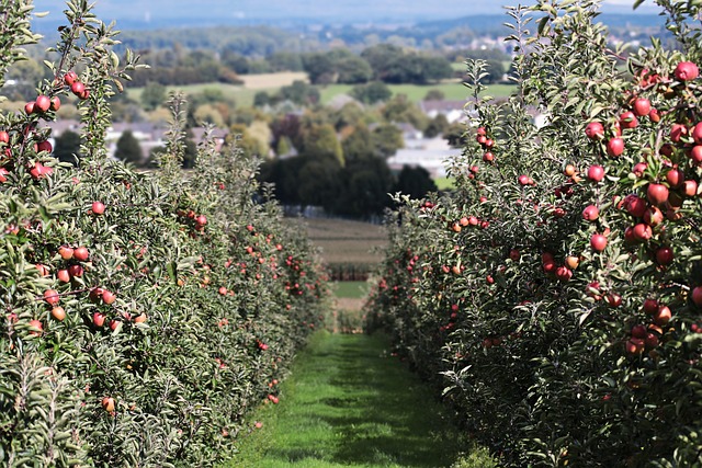 Skab smukke krukke-æbletræer med korrekt beskæring